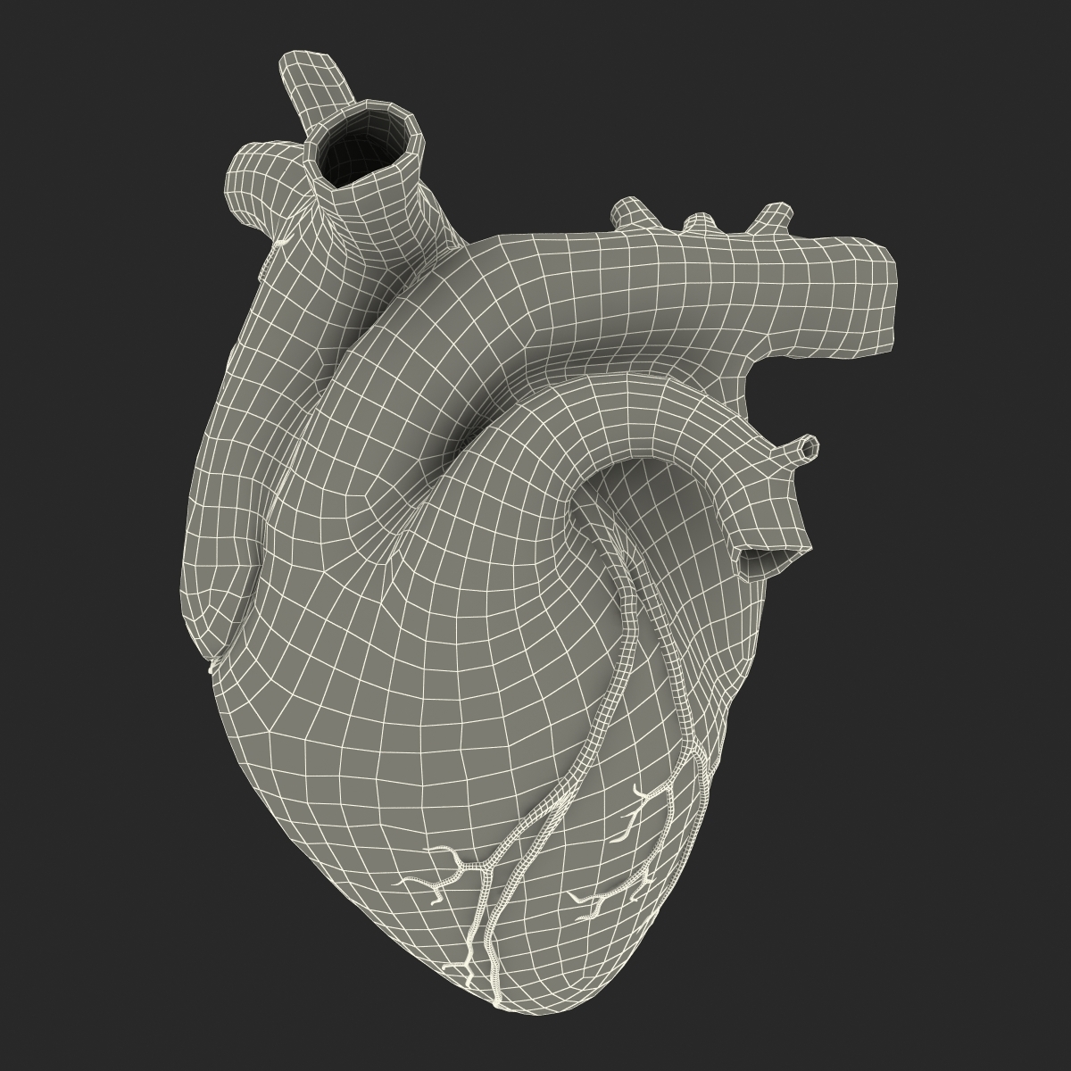 Human Heart C4d