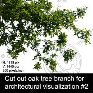 Cut out oak tree branch for  architectural visualization #2