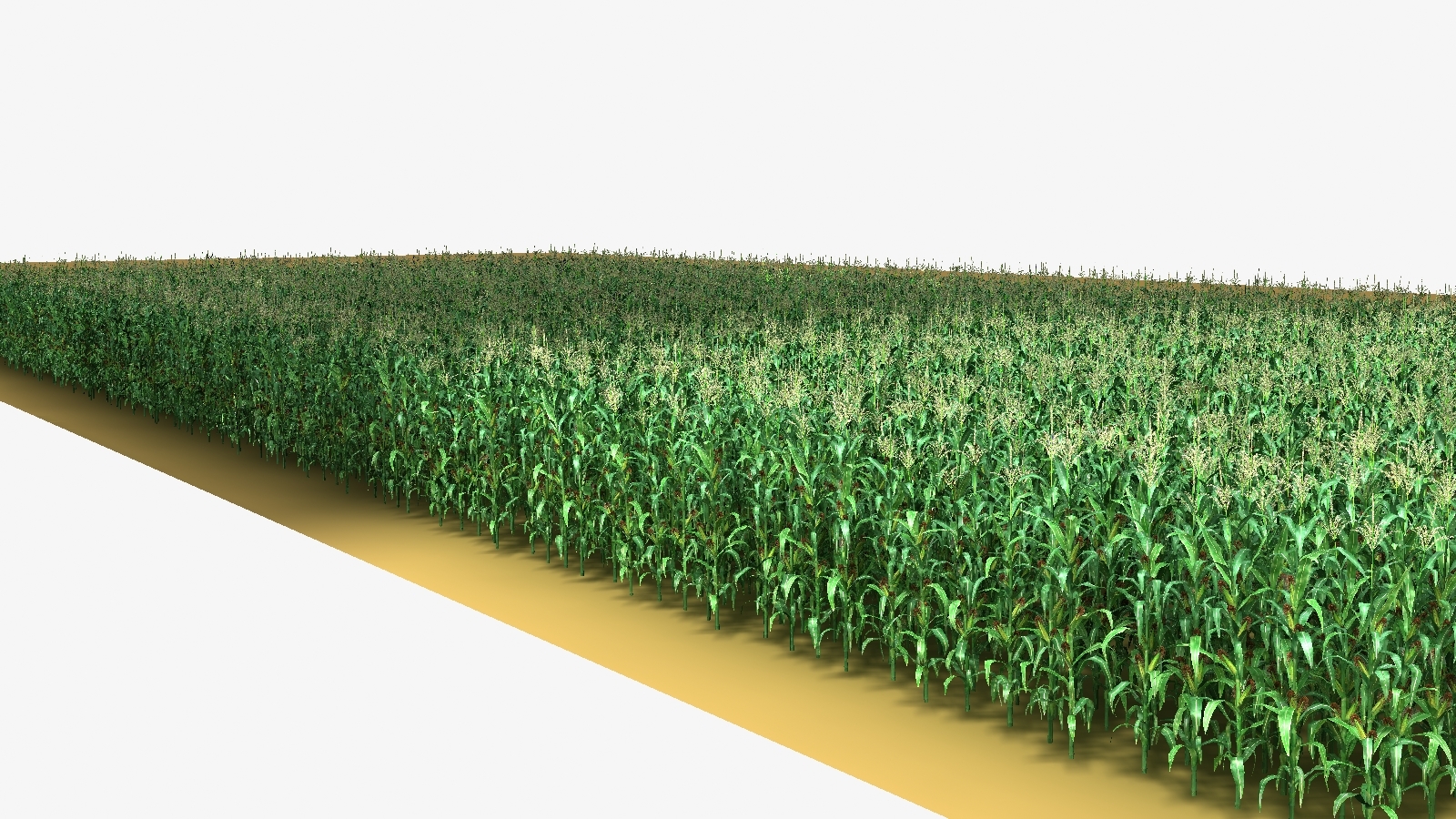 3d max corn field