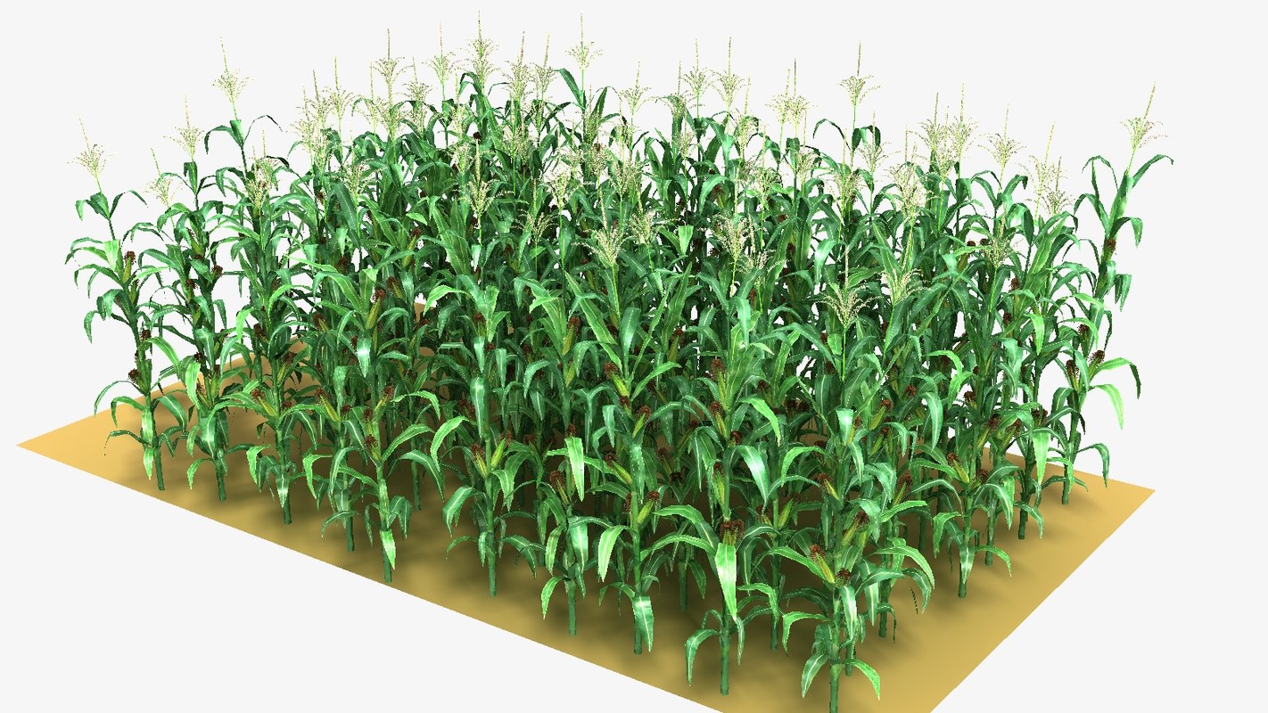 3d max corn field