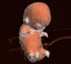 human fetus embryo animation 3d lwo