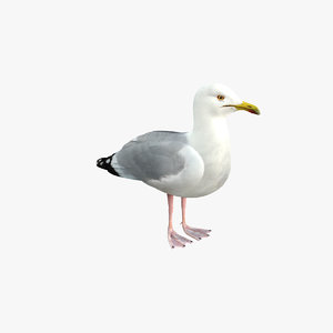 3d model seagull rigged