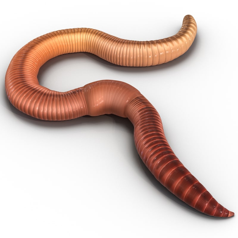 3d model earth worm pose 2