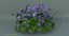 perennial geranium flowers 3d model