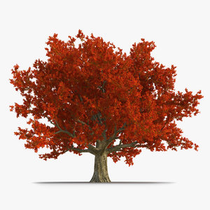 3d red oak old tree model