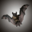 3d model vampire dark bat