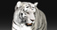 white tiger fur animation 3d ma