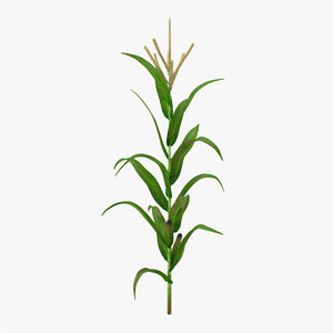 corn plant 3d model
