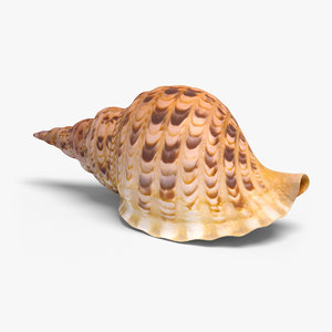 realistic conch 3d model