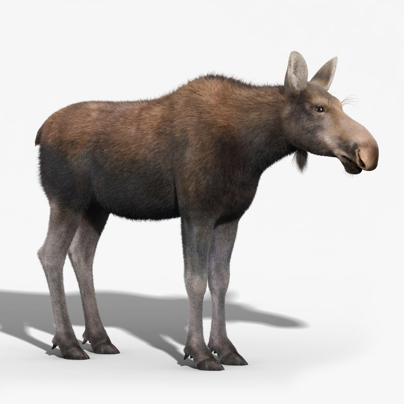 3d moose female fur