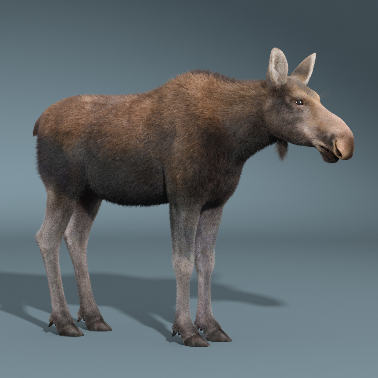 3d moose female fur