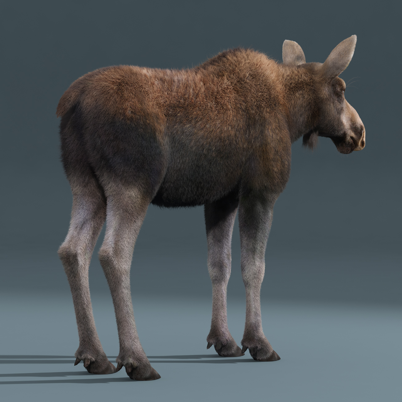 3d moose female fur