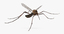 flying mosquito 3d model