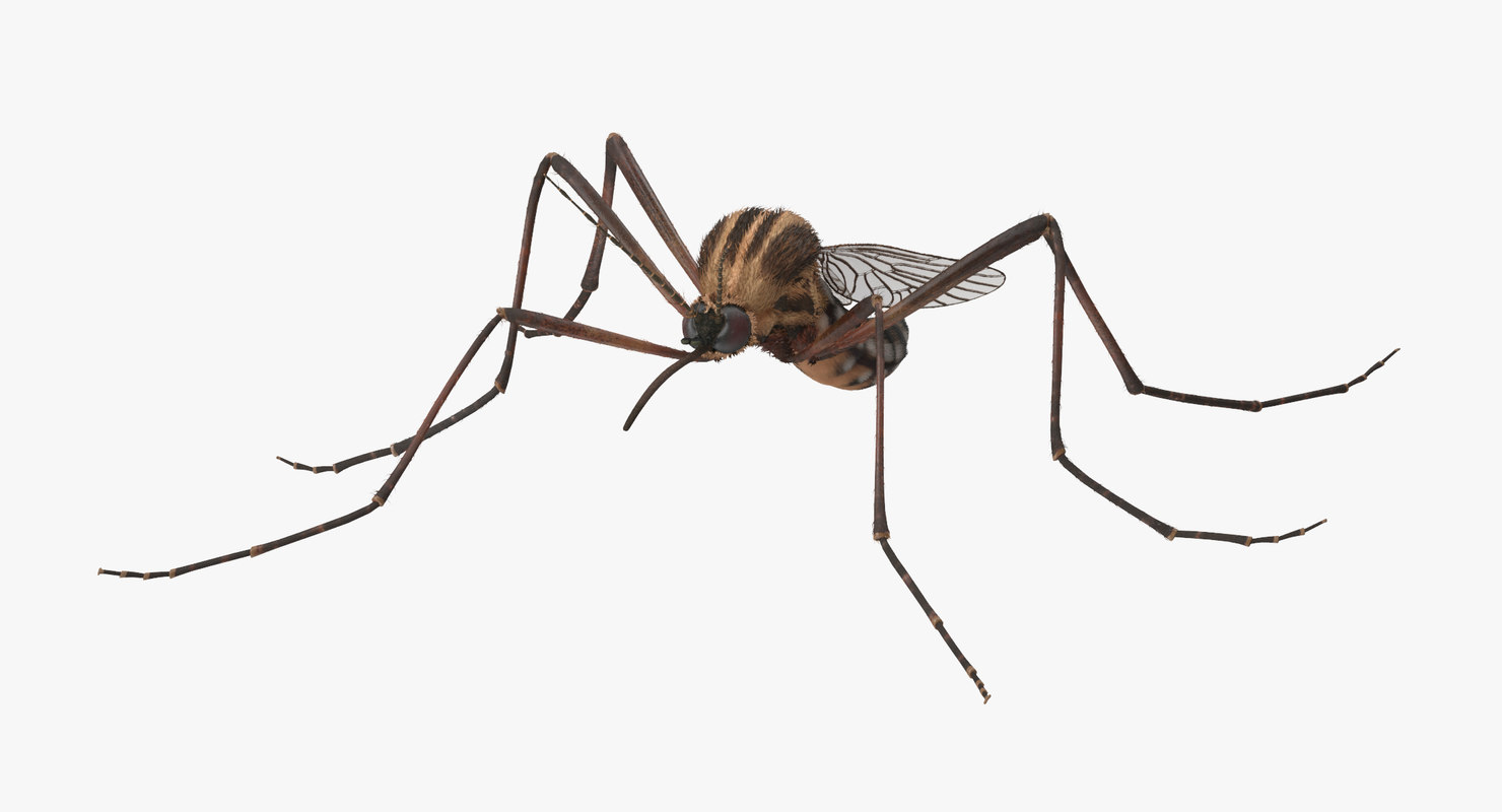 max mosquito