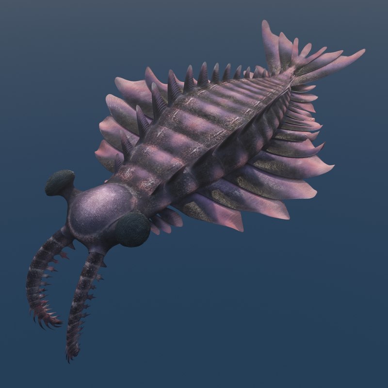 3d-model-anomalocaris-canadensis