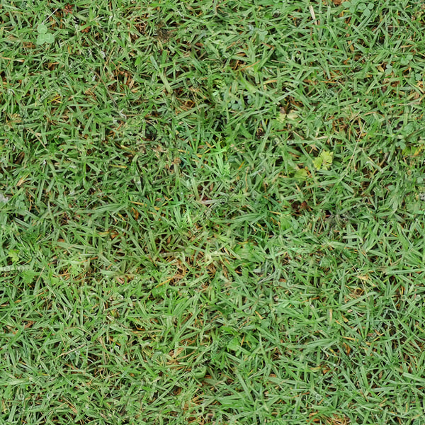 Texture JPEG Wet Grass