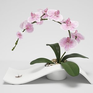 orchid arrangement max