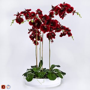 orchid 3d model