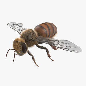 max honey bee