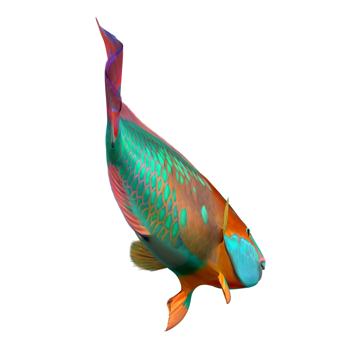 rainbow parrot fish rigged 3d max