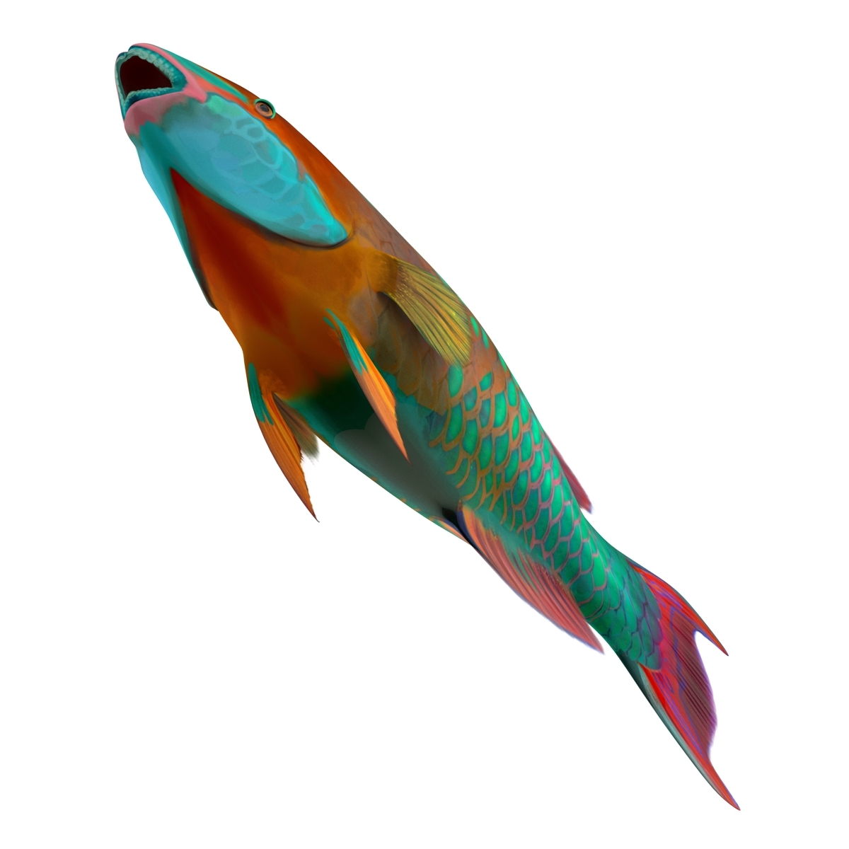 rainbow parrot fish rigged 3d max