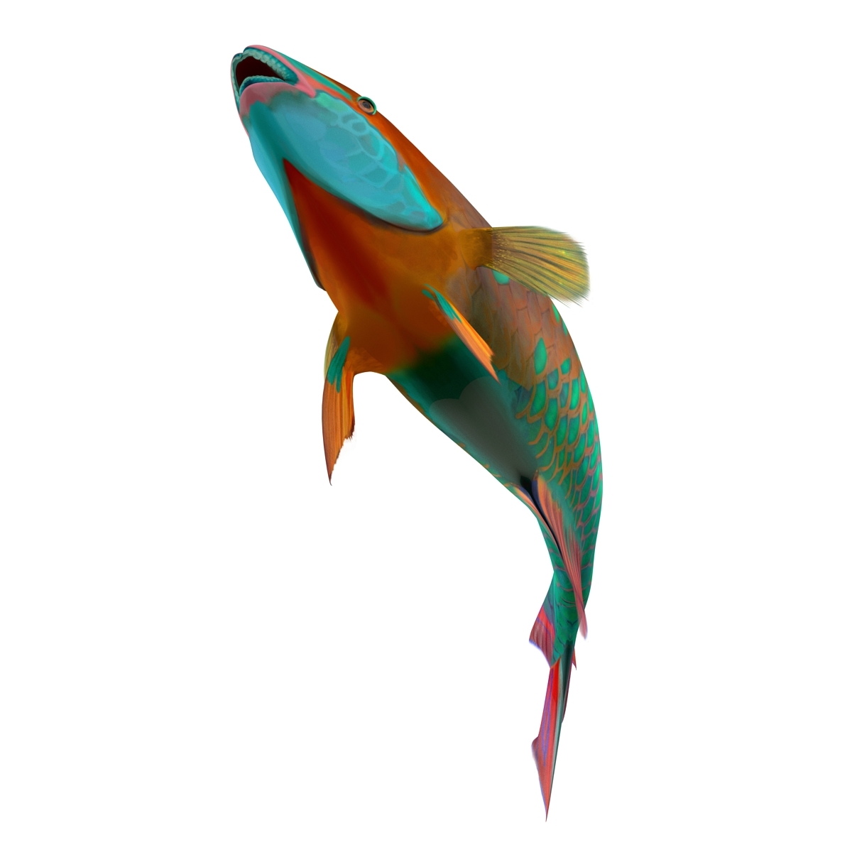 rainbow parrot fish rigged 3d max