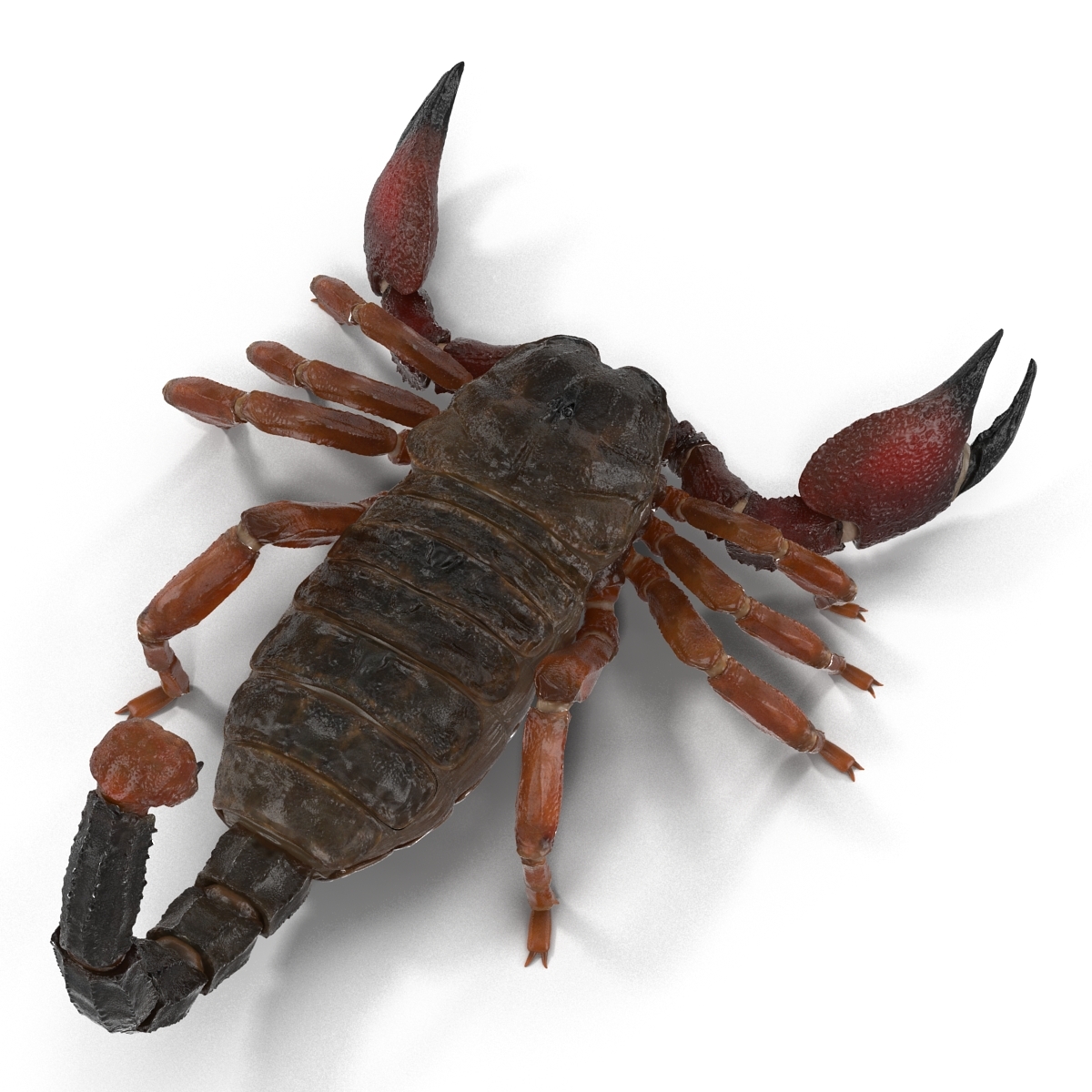 Scorpion Rigged 3d Model 5777