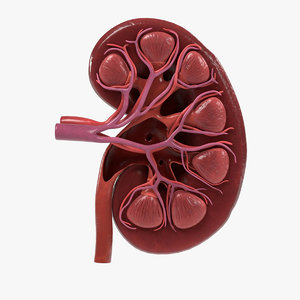 3d kidney