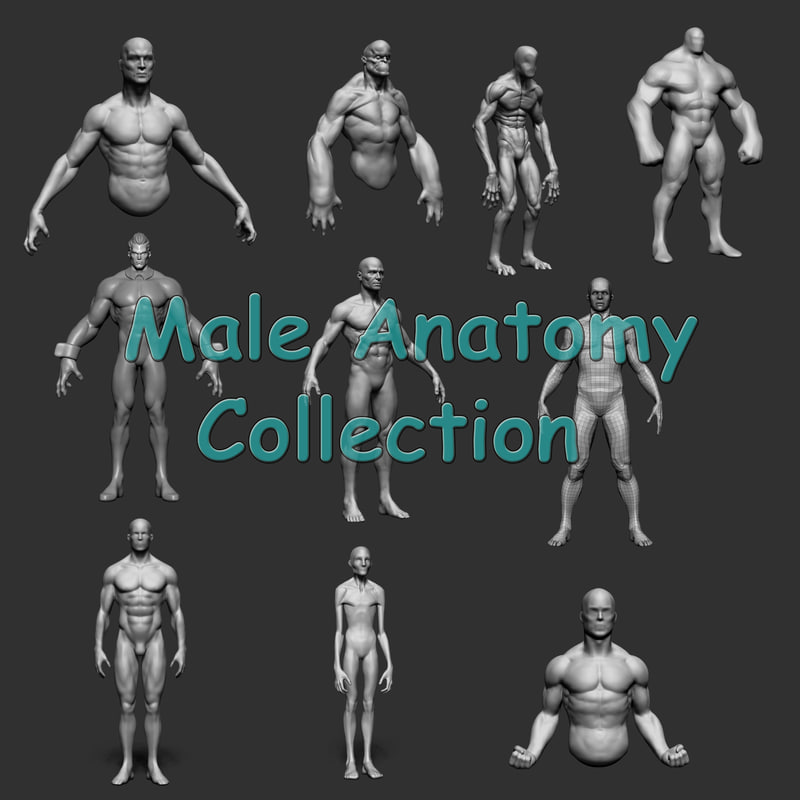 male anatomy obj