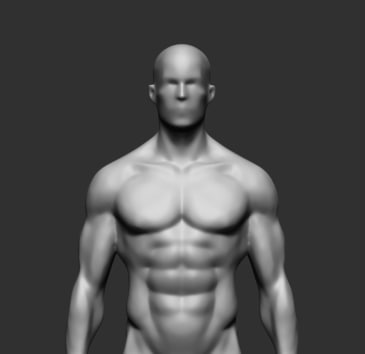 male anatomy obj