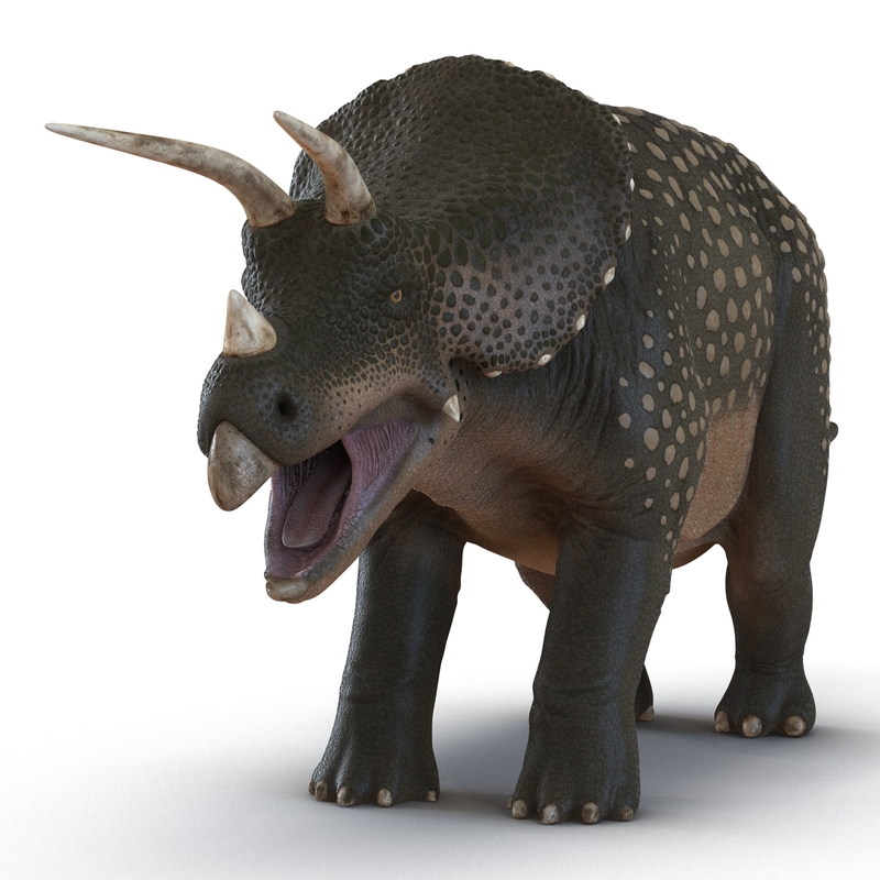 triceratops in 3d