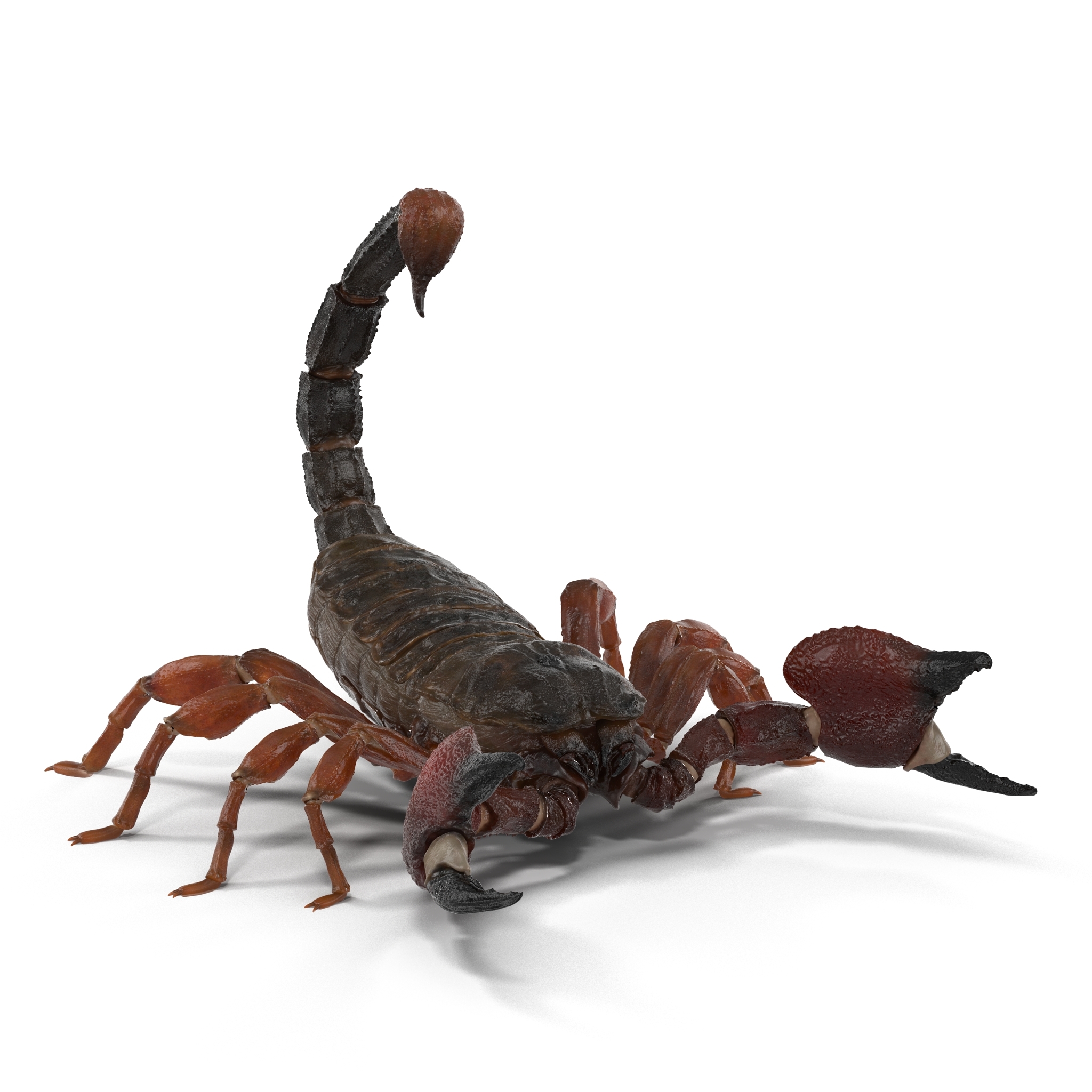 3d model scorpion pose 2