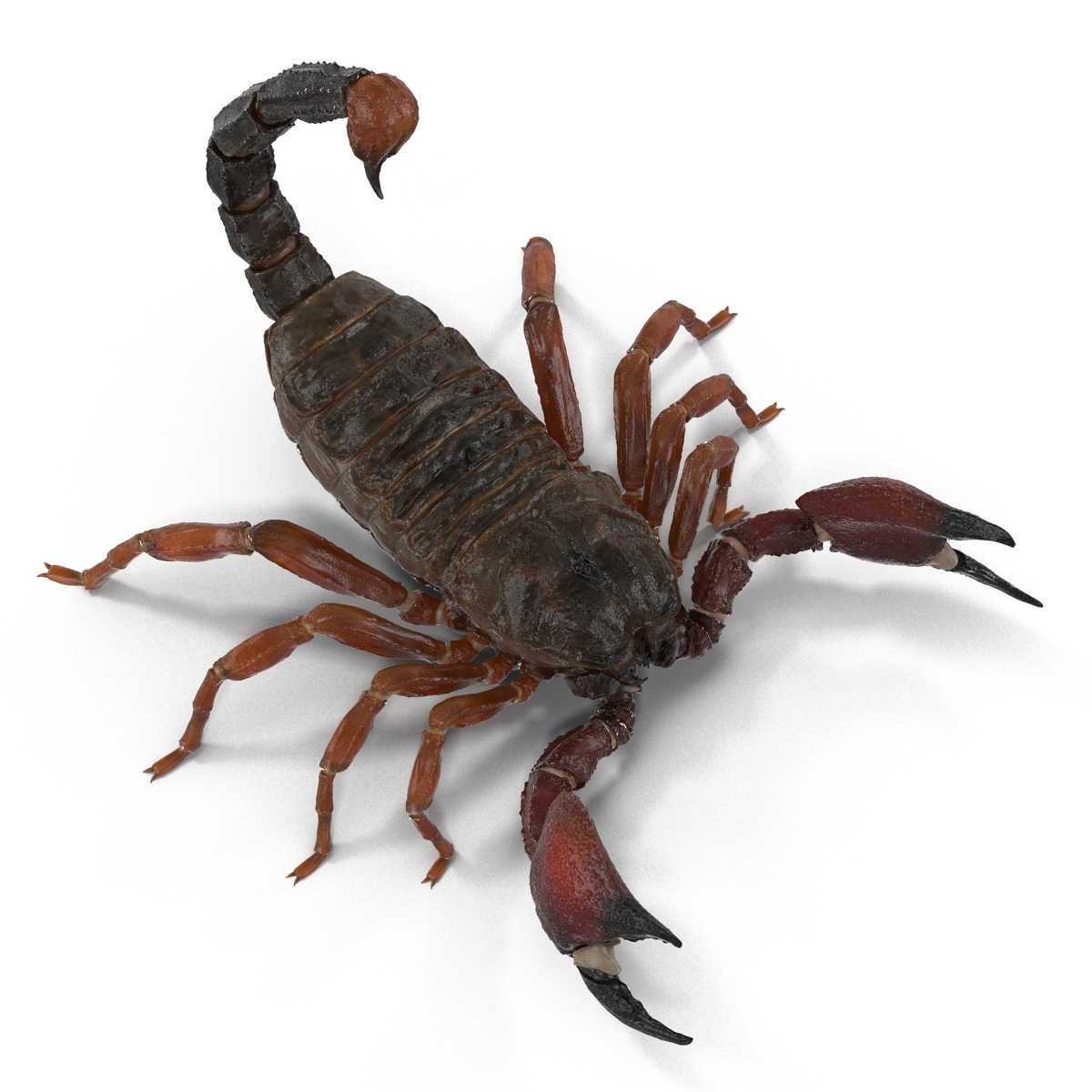3d model scorpion pose 2