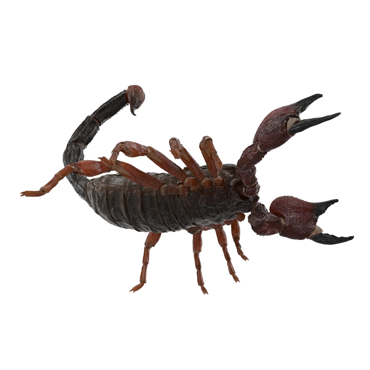 3d model scorpion pose 2