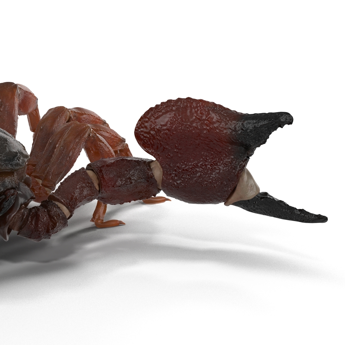 3d model scorpion pose 2