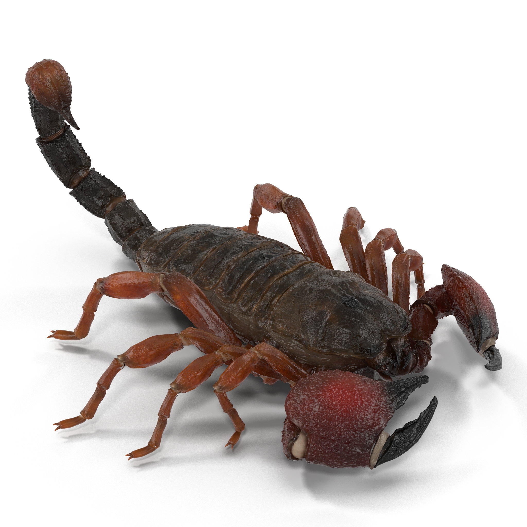 3d model scorpion pose 3