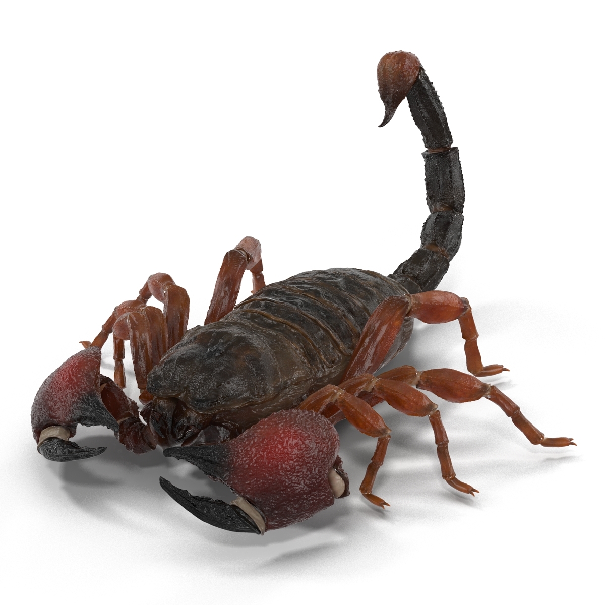 3d model scorpion pose 3