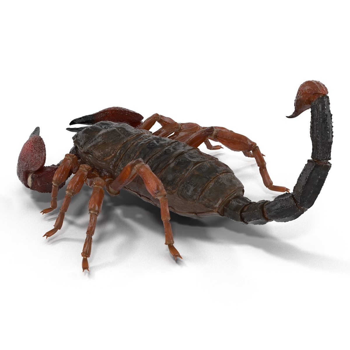 3d model scorpion pose 3