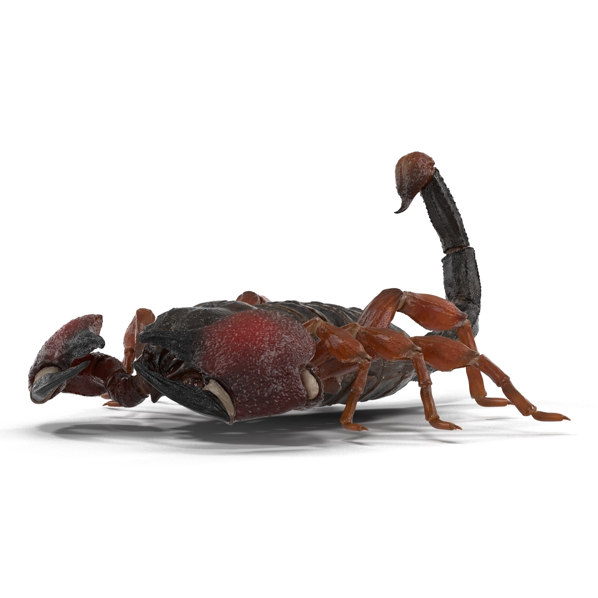 3d model scorpion pose 3