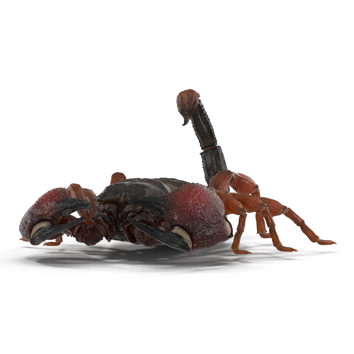 3d model scorpion pose 3