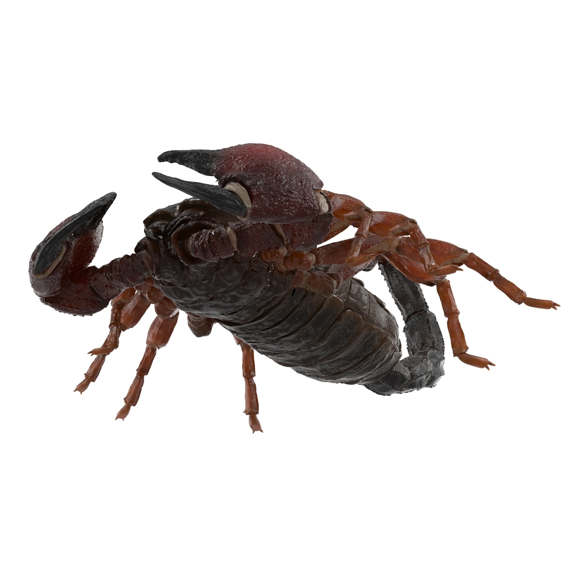 蝎子姿势33d模型