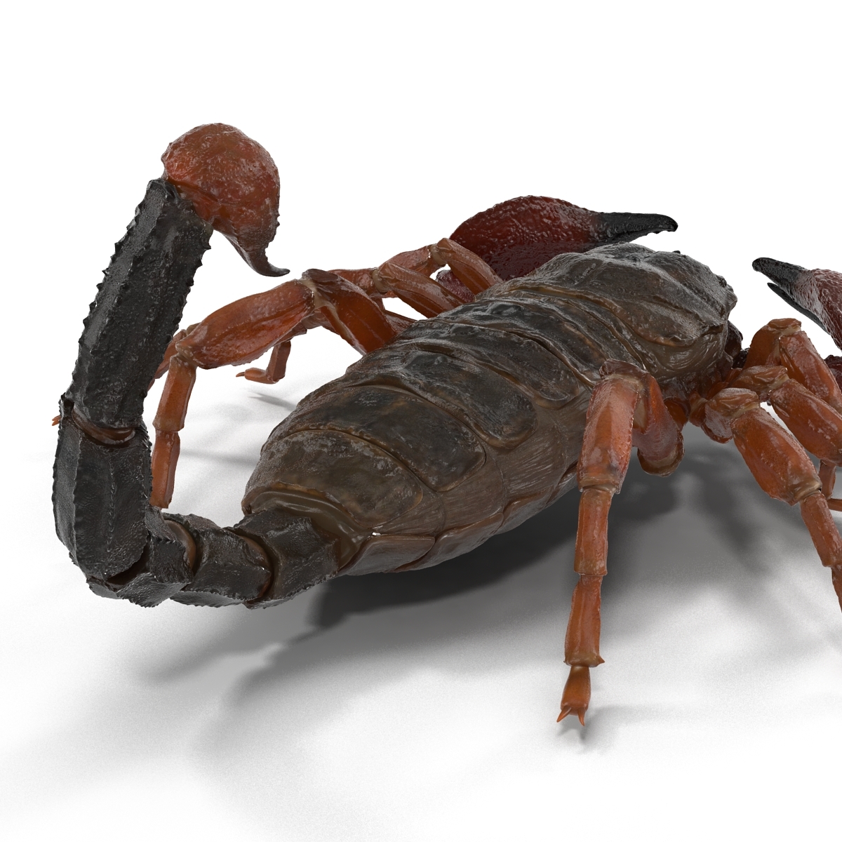 3d model scorpion pose 3