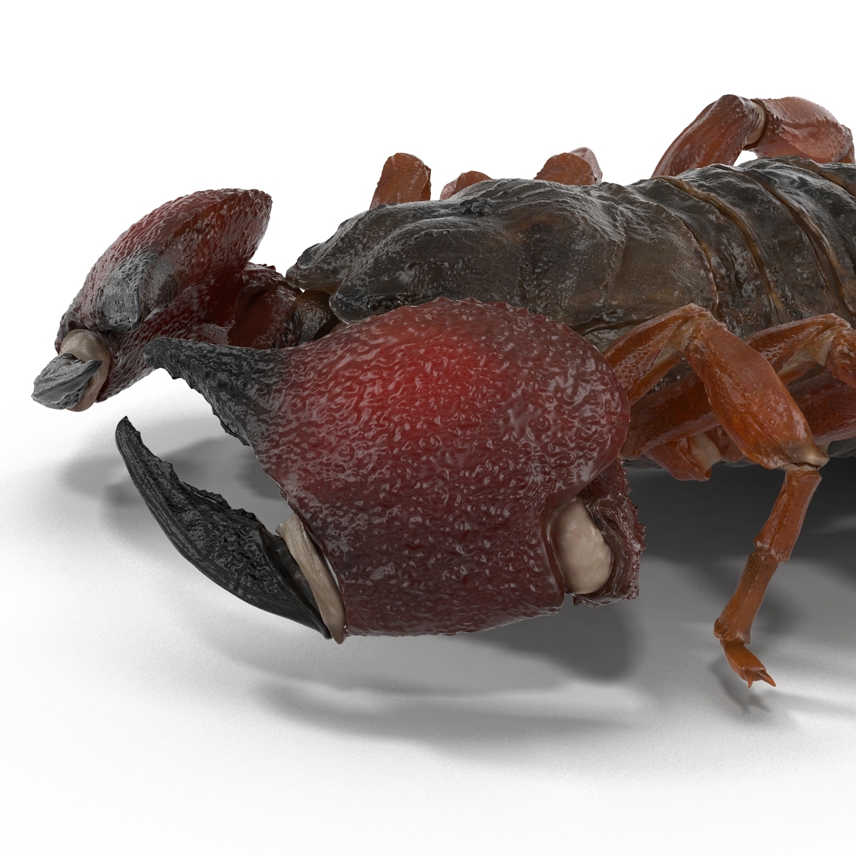 3d model scorpion pose 3