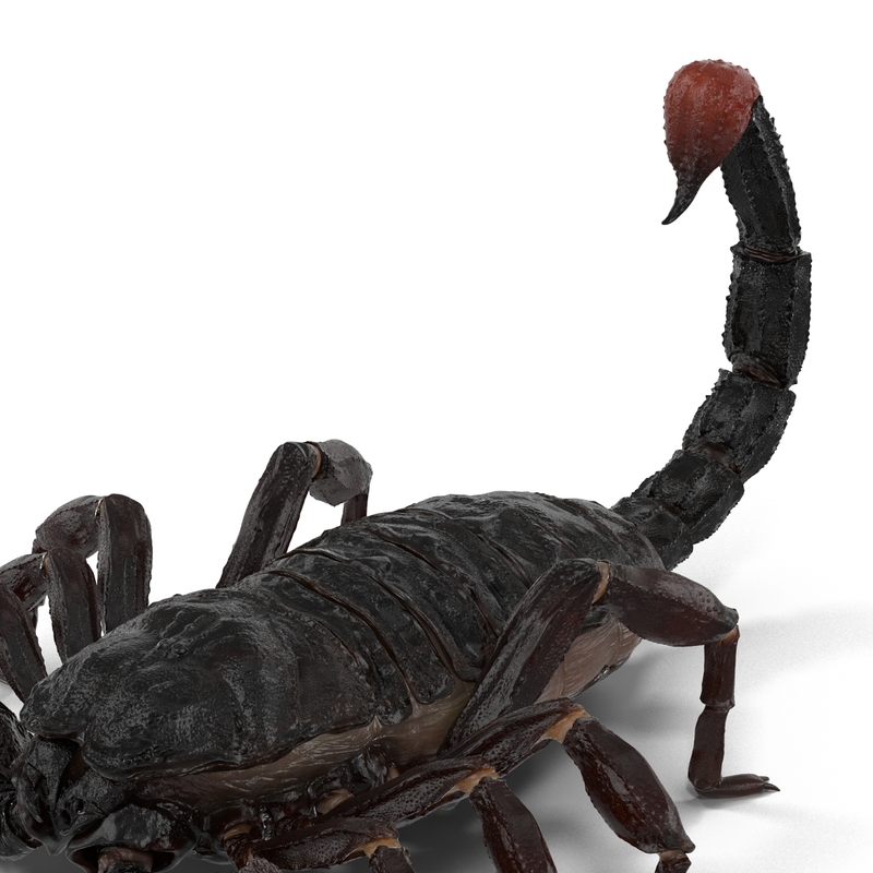 black scorpion 3d obj