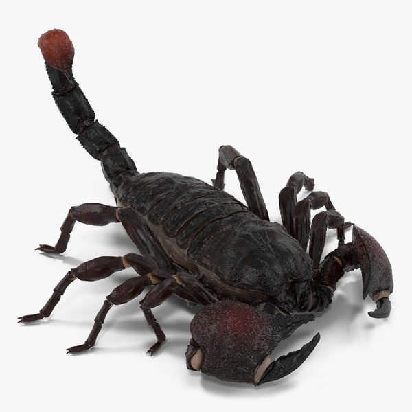 Scorpion 3D Models for Download | TurboSquid