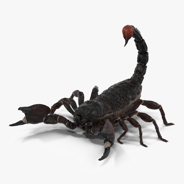 Modele 3d De Scorpion Noir Pose 2 Turbosquid