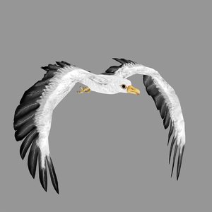 3d seagull model