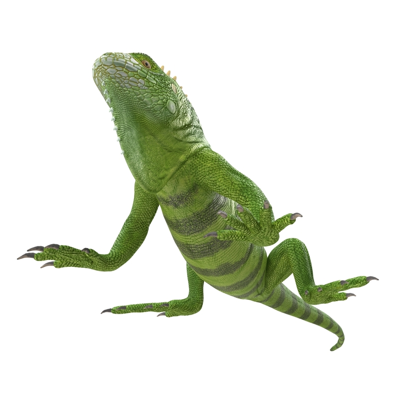 3d model of green iguana rigged