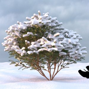 3d model winter tree