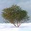 3d model winter tree